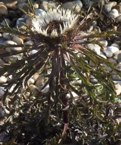 Bronze Weather Thistle Seeds - Carlina acaulis 'Bronze' Perennial Flower Seeds - 10 Count - Image 1