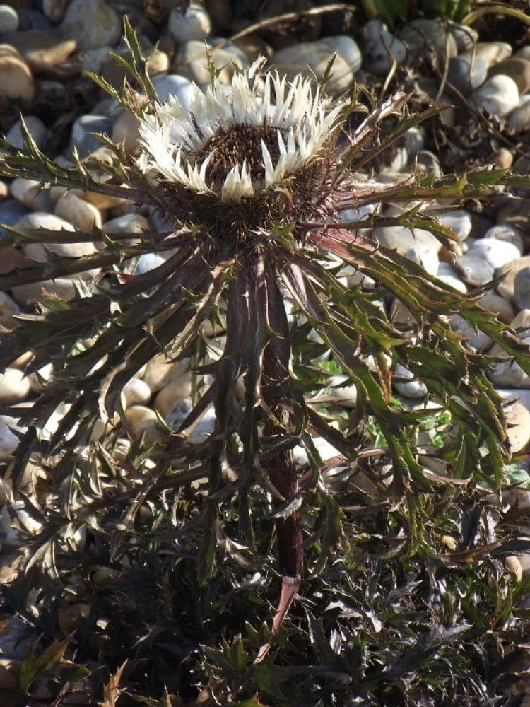 Bronze Weather Thistle Seeds - Carlina acaulis 'Bronze' Perennial Flower Seeds - 10 Count - Image 1