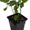 Brown Turkey Fig Live Plant – Ficus carica – Sweet Edible Fruit – 4 inch Pot - Image 1