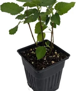 Brown Turkey Fig Live Plant – Ficus carica – Sweet Edible Fruit – 4 inch Pot - Image 1