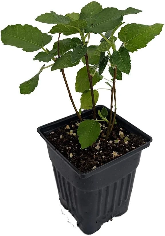 Brown Turkey Fig Live Plant – Ficus carica – Sweet Edible Fruit – 4 inch Pot - Image 1