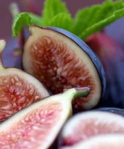 Brown Turkey Fig Live Plant – Ficus carica – Sweet Edible Fruit – 4 inch Pot - Image 2