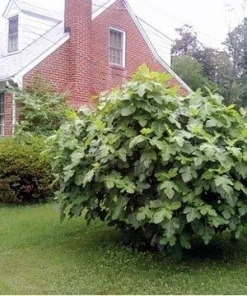 Brown Turkey Fig Live Plant – Ficus carica – Sweet Edible Fruit – 4 inch Pot - Image 3