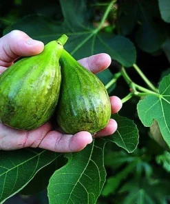 Brown Turkey Fig Live Plant – Ficus carica – Sweet Edible Fruit – 4 inch Pot - Image 4
