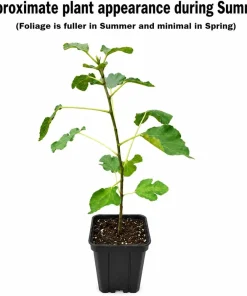Brown Turkey Fig Shrub Live Plant – 4-10