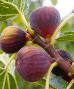 Brown Turkey Fig Shrub Live Plant – 4-10