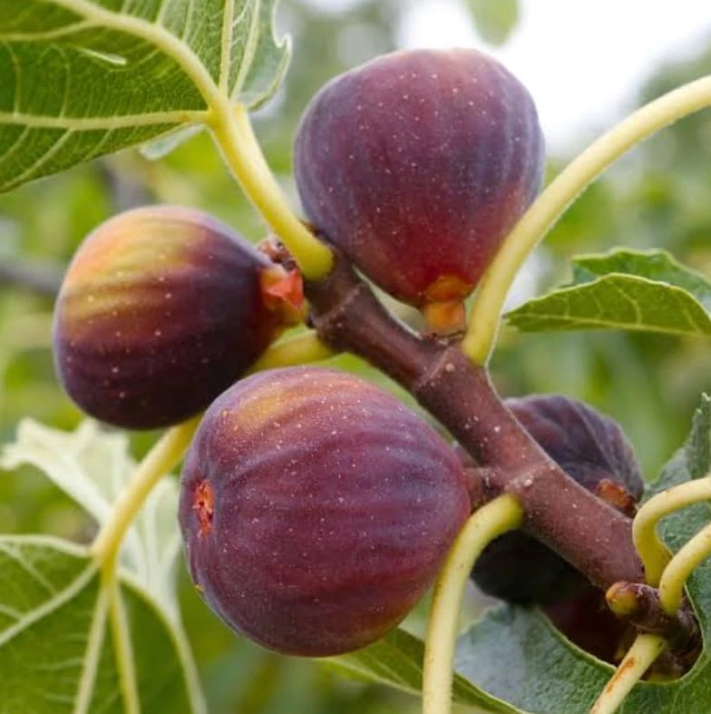 Brown Turkey Fig Shrub Live Plant – 4-10" Tall – Quart Pot – Texas Everbearing Fig Tree - Image 1