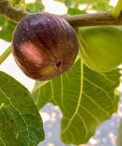 Brown Turkey Fig Shrub Live Plant – 4-10