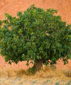 Brown Turkey Fig Shrub Live Plant – 4-10