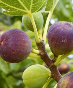 Brown Turkey Fig Shrub Live Plant – 4-10