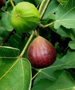 Brown Turkey Fig Shrub Live Plant – 4-10