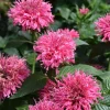 Bubble Gum Blast Bee Balm Live Plant - Pink Monarda in Gallon Pot, Attracts Pollinators - Image 1