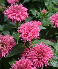 Bubble Gum Blast Bee Balm Live Plant - Pink Monarda in Gallon Pot, Attracts Pollinators - Image 1