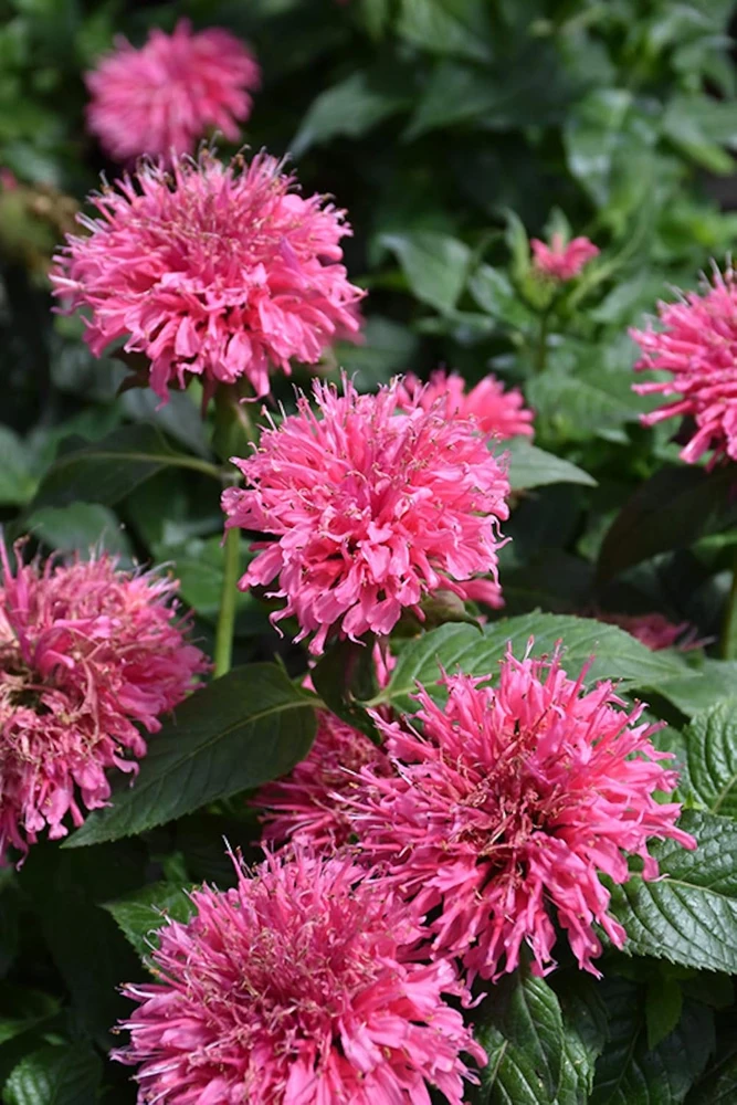 Bubble Gum Blast Bee Balm Live Plant - Pink Monarda in Gallon Pot, Attracts Pollinators - Image 1