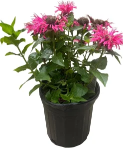 Bubble Gum Blast Bee Balm Live Plant - Pink Monarda in Gallon Pot, Attracts Pollinators - Image 2