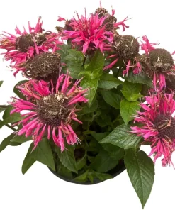 Bubble Gum Blast Bee Balm Live Plant - Pink Monarda in Gallon Pot, Attracts Pollinators - Image 3