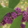 Bubble Up Beautyberry Live Plant – 4 inch Pot – Outdoor Shrub with Purple Berries - Image 1