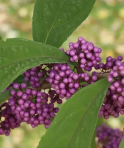 Bubble Up Beautyberry Live Plant – 4 inch Pot – Outdoor Shrub with Purple Berries - Image 1