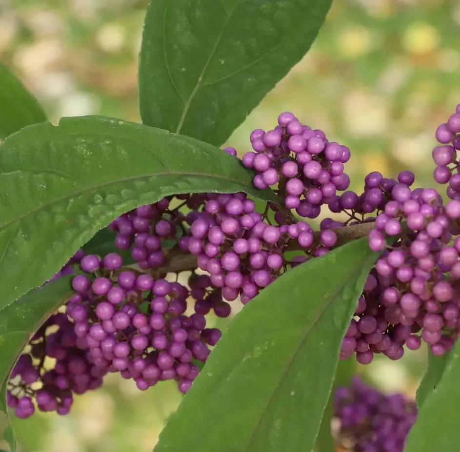 Bubble Up Beautyberry Live Plant – 4 inch Pot – Outdoor Shrub with Purple Berries - Image 1