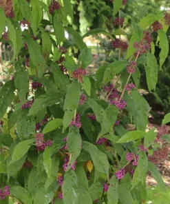Bubble Up Beautyberry Live Plant – 4 inch Pot – Outdoor Shrub with Purple Berries - Image 3
