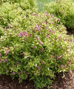 Bubbly Wine Weigela Florida Live Plant - Variegated Shrub - 4 inch Pot - Image 2