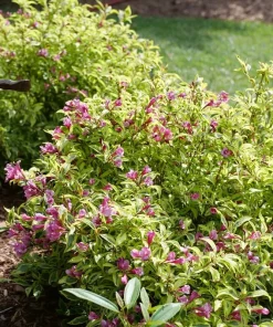 Bubbly Wine Weigela Florida Live Plant - Variegated Shrub - 4 inch Pot - Image 3