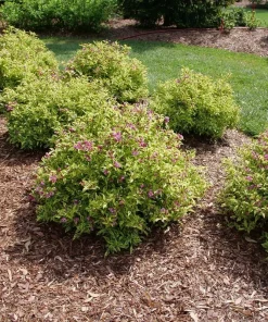 Bubbly Wine Weigela Florida Live Plant - Variegated Shrub - 4 inch Pot - Image 4