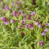 Bubbly Wine Weigela Florida Live Plant - Variegated Shrub - 4 inch Pot - Image 1