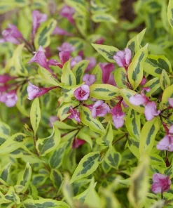 Bubbly Wine Weigela Florida Live Plant - Variegated Shrub - 4 inch Pot - Image 1