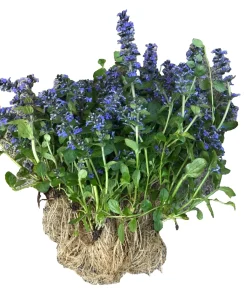 Bugleweed Ajuga Perennial Ground Cover - 10 Bare Root Live Plants - Image 2