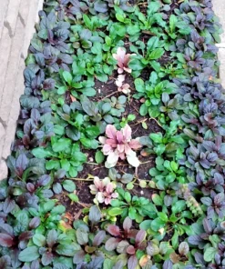 Bugleweed Ajuga Perennial Ground Cover - 10 Bare Root Live Plants - Image 3