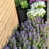 Bugleweed Ajuga Perennial Ground Cover - 10 Bare Root Live Plants - Image 1