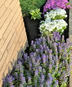 Bugleweed Ajuga Perennial Ground Cover - 10 Bare Root Live Plants - Image 1
