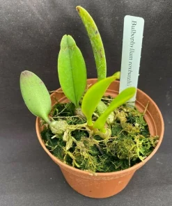 Bulbophyllum roxburghii Miniature Orchid Live Plant – Blooming Size, 3" Pot - Image 2