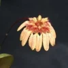 Bulbophyllum roxburghii Miniature Orchid Live Plant – Blooming Size, 3" Pot - Image 1