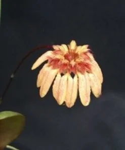Bulbophyllum roxburghii Miniature Orchid Live Plant – Blooming Size, 3