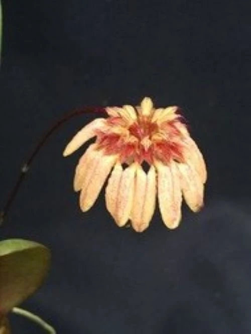 Bulbophyllum roxburghii Miniature Orchid Live Plant – Blooming Size, 3" Pot - Image 1