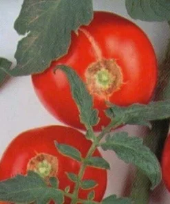 Bulgarian Druzba Tomato Seeds - Heirloom, 15 Seed Pack, Easy Grow - Image 2
