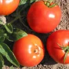 Bulgarian Druzba Tomato Seeds - Heirloom, 15 Seed Pack, Easy Grow - Image 1