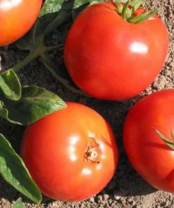 Bulgarian Druzba Tomato Seeds - Heirloom, 15 Seed Pack, Easy Grow - Image 1