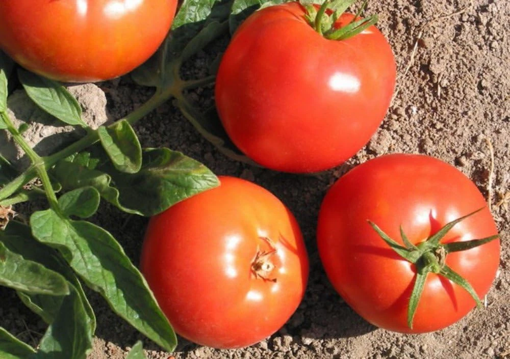 Bulgarian Druzba Tomato Seeds - Heirloom, 15 Seed Pack, Easy Grow - Image 1
