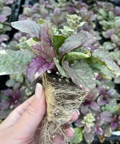 Burgundy Glow Ajuga Live Plant - Carpet Bugle - 48 Plants - 1.75" Pots - Hardy Groundcover - Image 2
