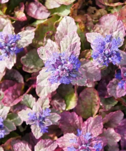 Burgundy Glow Ajuga Live Plant - Carpet Bugle - 48 Plants - 1.75