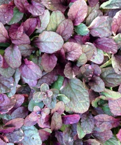 Burgundy Glow Ajuga Live Plant - Carpet Bugle - 48 Plants - 1.75