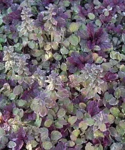 Burgundy Glow Ajuga Live Plant - Carpet Bugle - 48 Plants - 1.75