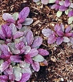 Burgundy Glow Ajuga Live Plant - Carpet Bugle - 48 Plants - 1.75