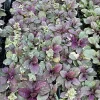 Burgundy Glow Ajuga Live Plant - Carpet Bugle - 48 Plants - 1.75" Pots - Hardy Groundcover - Image 1