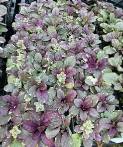 Burgundy Glow Ajuga Live Plant - Carpet Bugle - 48 Plants - 1.75