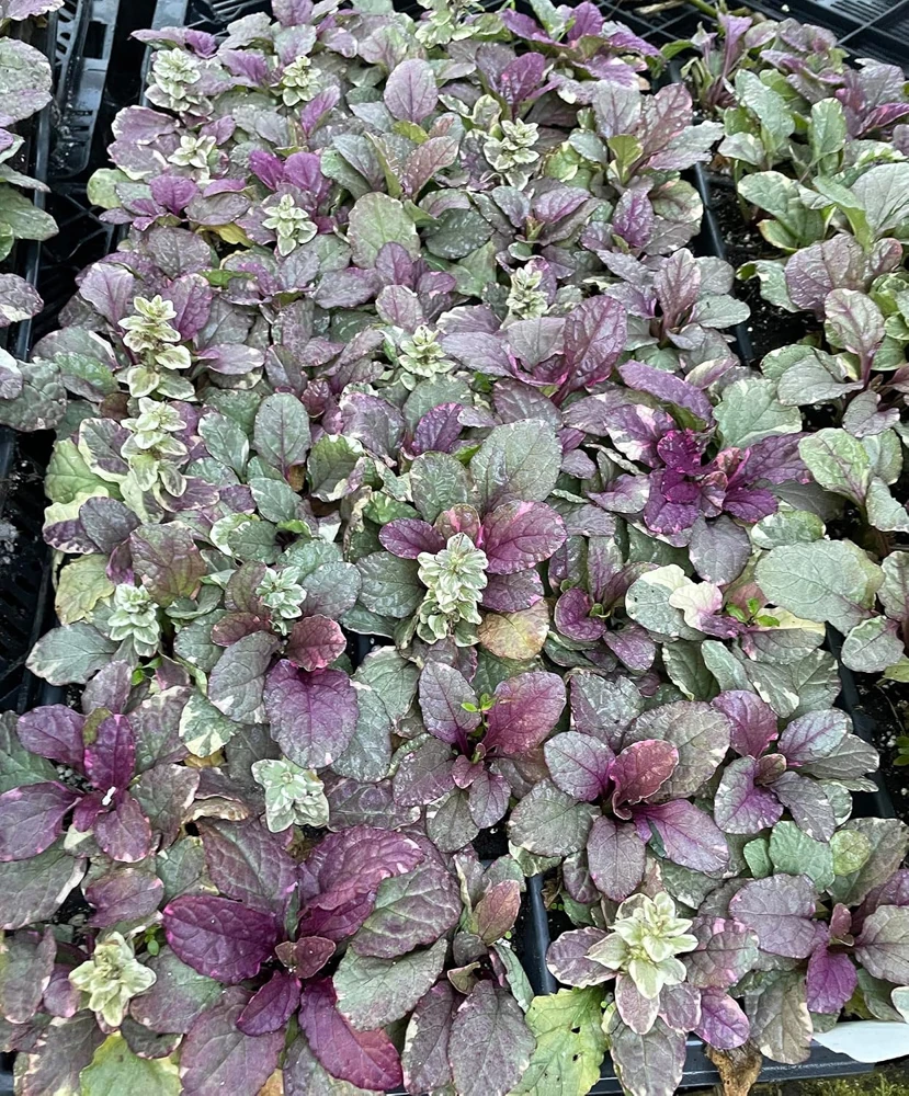 Burgundy Glow Ajuga Live Plant - Carpet Bugle - 48 Plants - 1.75" Pots - Hardy Groundcover - Image 1