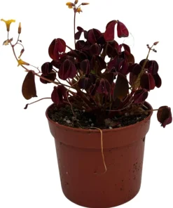 Burgundy Gold Lucky Shamrock Live Plant - Oxalis vulcanicola, 2.5 inch Pot, Indoor/Outdoor - Image 2